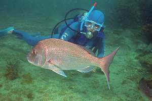 f030211: diver and large snapper