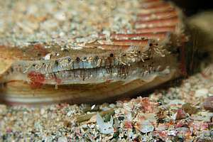 Common scallop