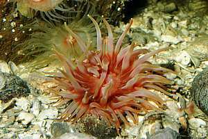 sand anemone and olive actinia