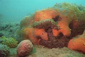 a sea cucumber cleaning various sponges