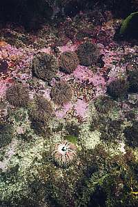 dying sea urchins