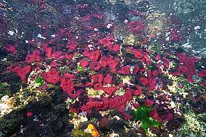 a rich colony of red actinia anemones