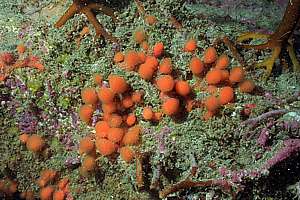 mushroom compound seasquirts