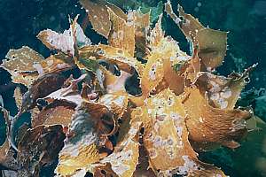 decaying kelp