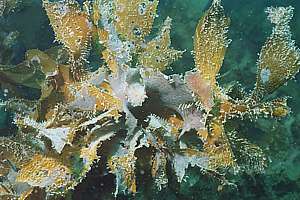 infested stalked kelp