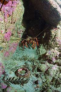 a crayfish and its last meal, a sea urchin