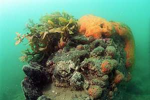 various sponges at the photic boundary