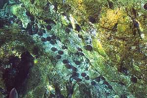 surviving urchins aggregate in gullies