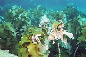 sick ecklonia kelp