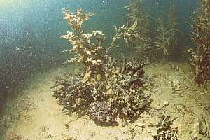 smothered seaweeds and strange sponges