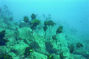 thinning kelp