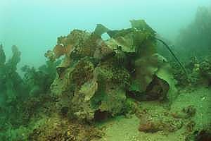 very sick stalked kelp