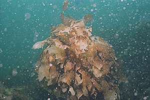 smothered stalked kelp