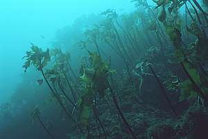 the kelp's lower boundary moving upward