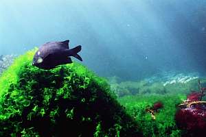 black angel fish above green sea lettuce