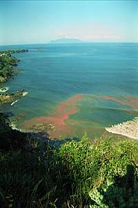 view of a red tide