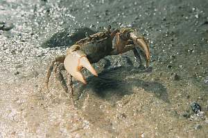 f215226: a mud crab postures near its burrow