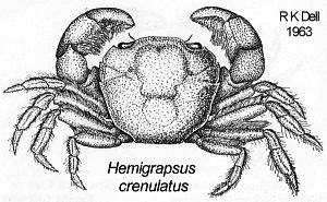 Hemigrapsus crenulatus