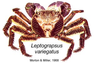 Leptograpsus variegatus