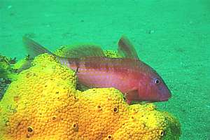 male mature goatfish