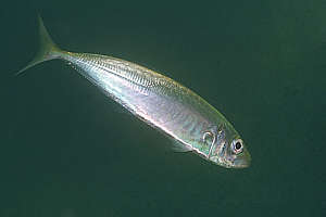 Trachurus novae-zelandiae - jack mackerel, horse mackerel