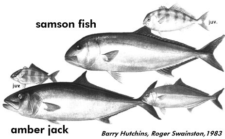 samson fish and amberjack