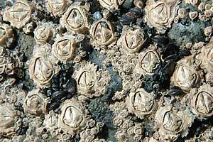 brown barnacle (Chamaesipho brunnea)