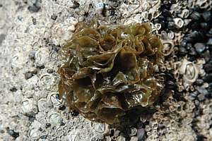 a grazed rosette of sea lettuce (Ulva rigida)
