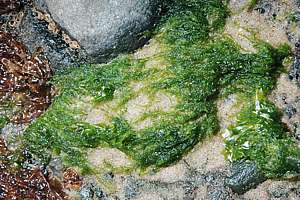 slender sea lettuce (Ulva laetevirens)