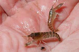 small snapping shrimps Alpheus novaezealandiae