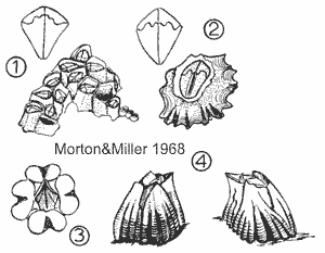 the four main barnacle species
