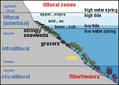 eco03: Habitat zoning on an exposed rocky shore in NZ