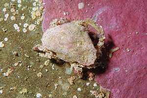 triangle crab (Eurynolambrus australis)