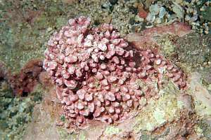 lumpy pink paint (Corallina polymorphum)