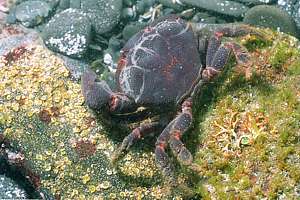 blackfinger crab (Ozius truncatus)