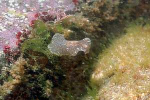 speckled flatworm swimming Stylochoplana sp.