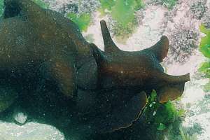 black sea hare (Aplysia brunnea)