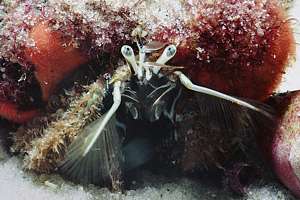 plankton hermit (Paguristes setosus)