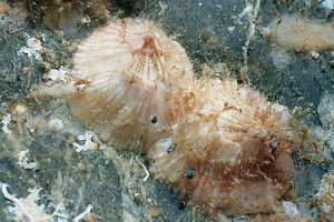 flat barnacle (Tetraclitella purpurascens)