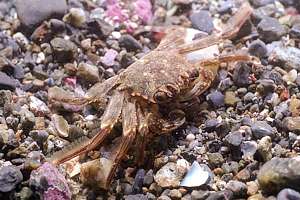 young red rock crab (Plagusia capense)