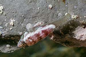 Young lumpfish Trachelochismus pinnulatus