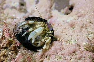young NZ hermit crab (Pagurus novaezelandiae)