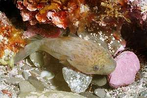 mature lumpfish Trachelochismus pinnulatus