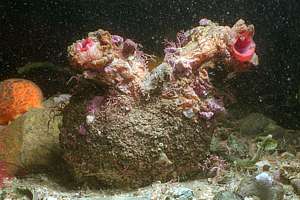 warty seasquirt (Microcosmos kura)