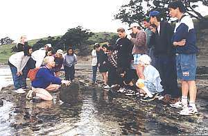 A class learning about rock pools