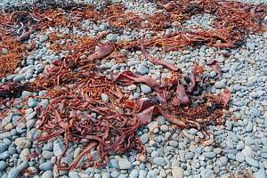 bullkelp is washed up on the beach