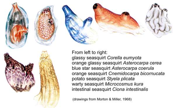 various New Zealand seasquirts