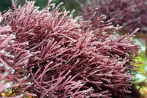 f034100: a jointed coralline turf species