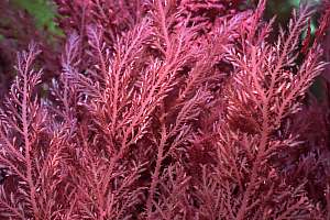 f034114: a small red seaweed