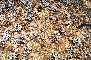 Lichens as bank cover